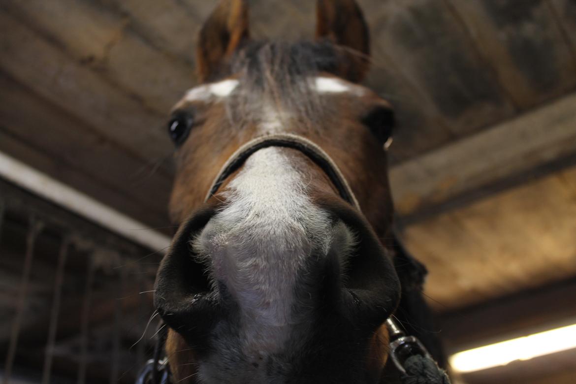 DSP Haahr's Kalahari - Når kameraet bliver lidt for spændende... :P billede 5