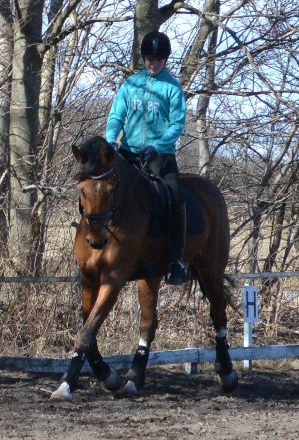 Holstener Calli Calli billede 11