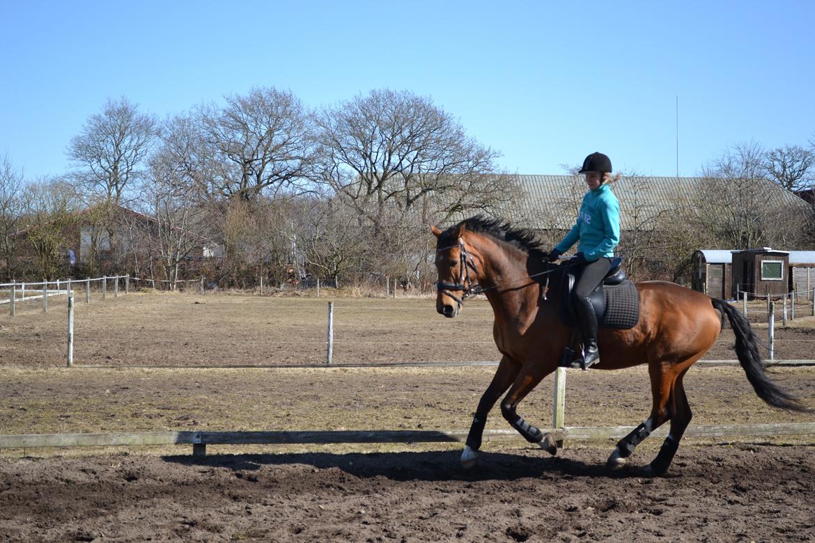 Holstener Calli Calli billede 12