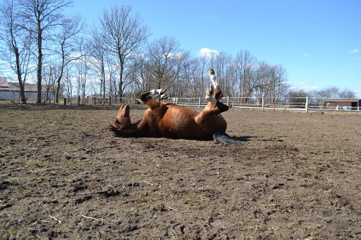 Holstener Calli Calli billede 13