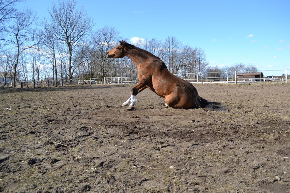 Holstener Calli Calli billede 14