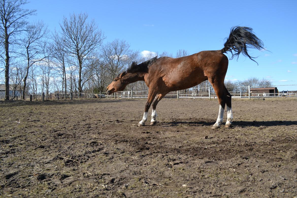 Holstener Calli Calli billede 15