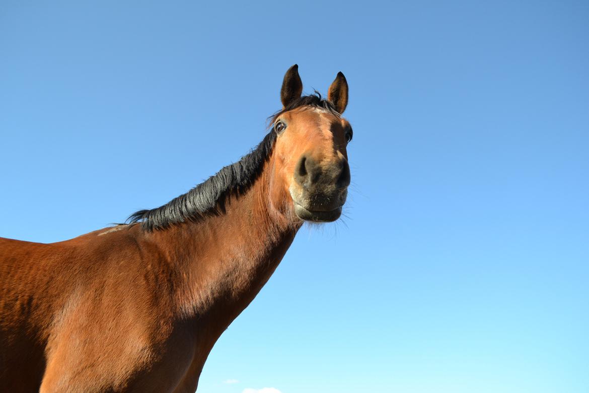 Holstener Calli Calli billede 16