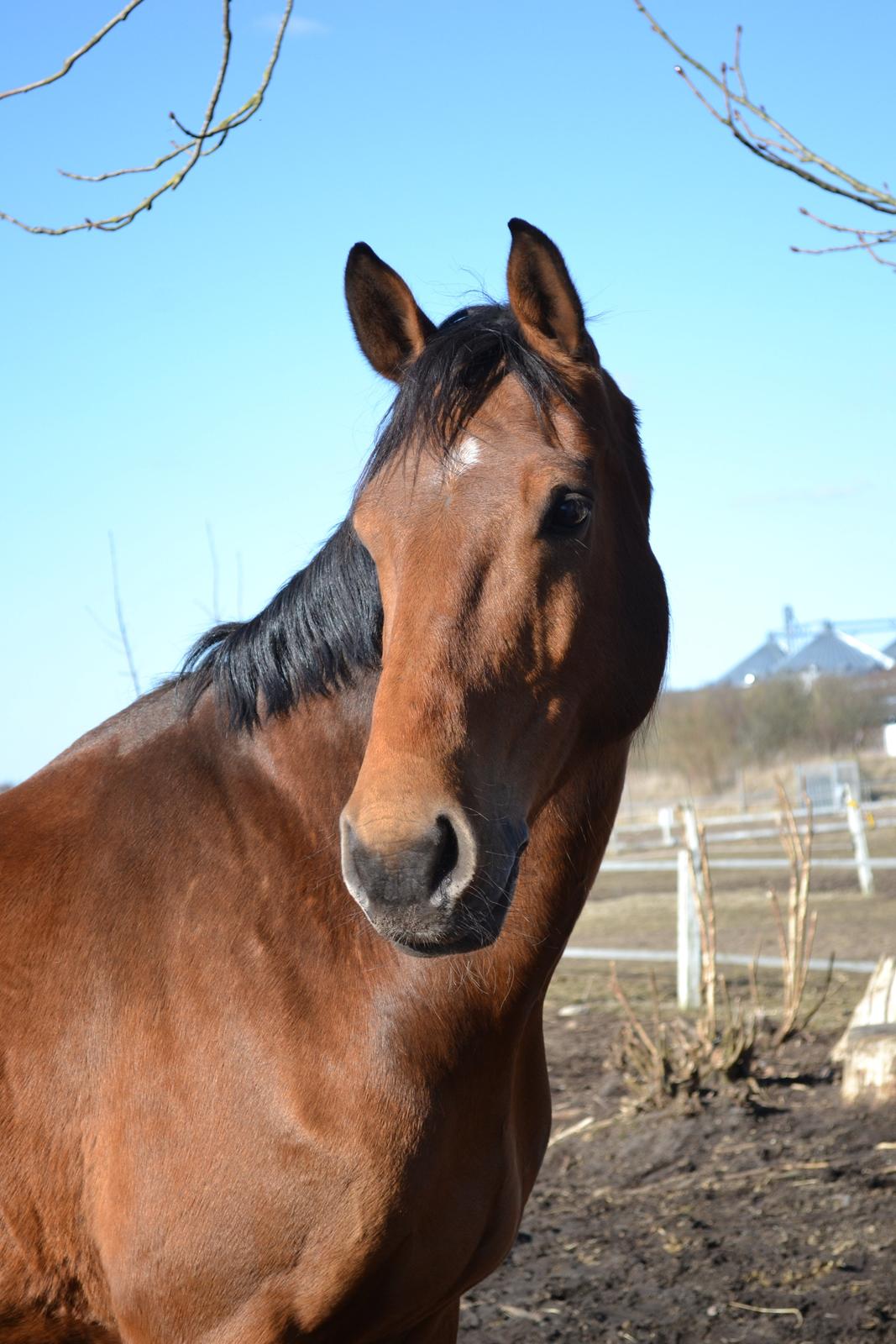 Holstener Calli Calli billede 17