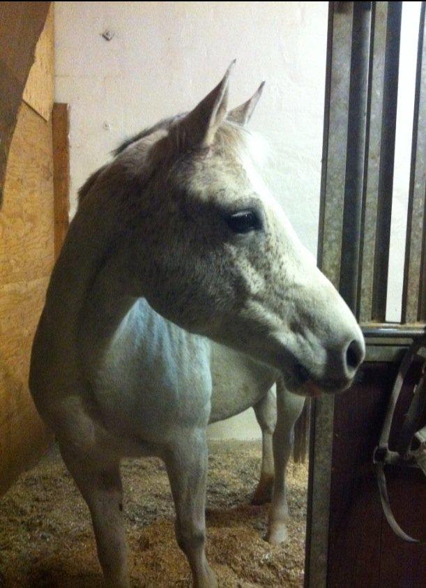 Arabisk fuldblod (OX) Zasba (Teddy) <3 billede 6