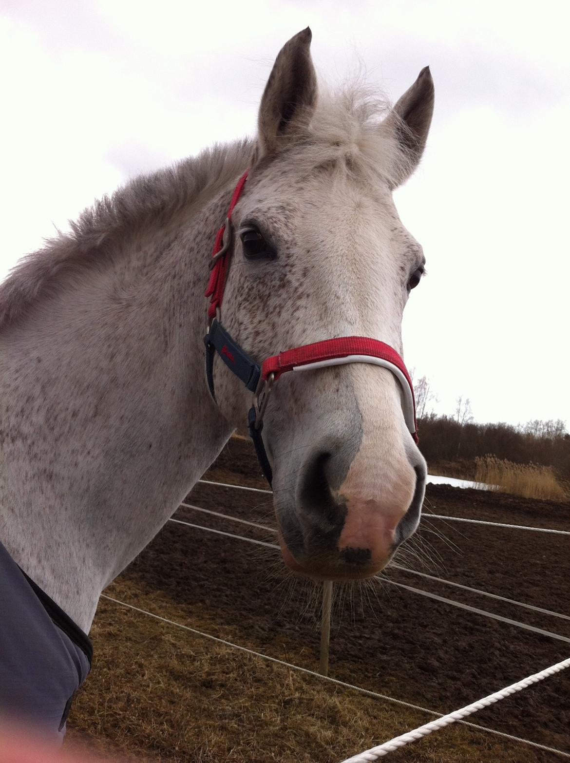 Arabisk fuldblod (OX) Zasba (Teddy) <3 billede 8