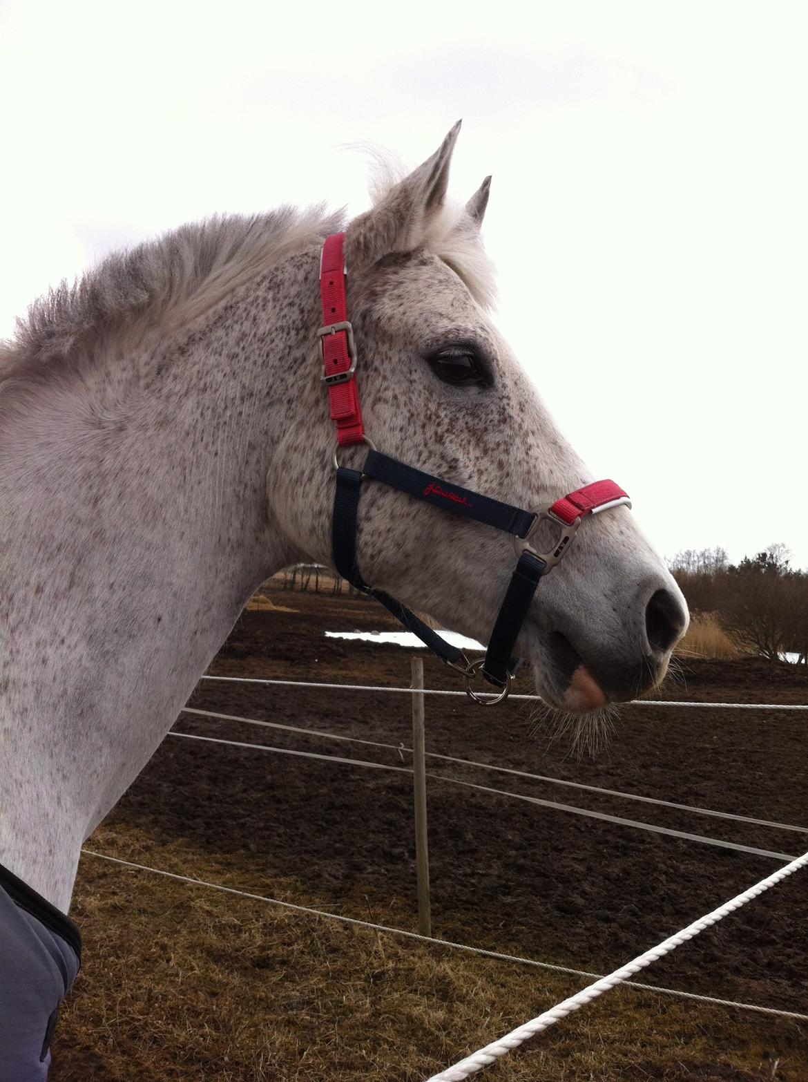 Arabisk fuldblod (OX) Zasba (Teddy) <3 billede 11