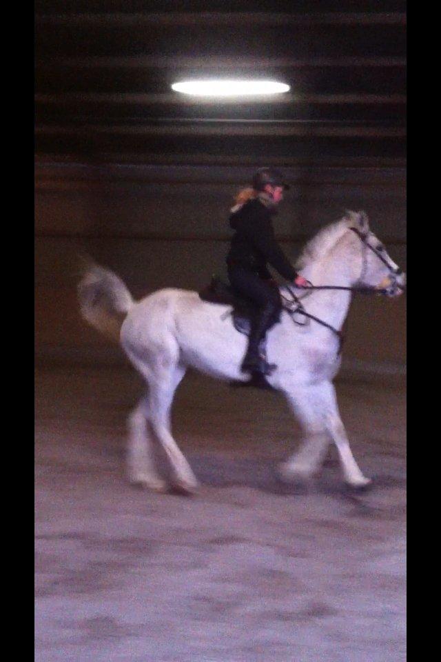 Arabisk fuldblod (OX) Zasba (Teddy) <3 billede 3