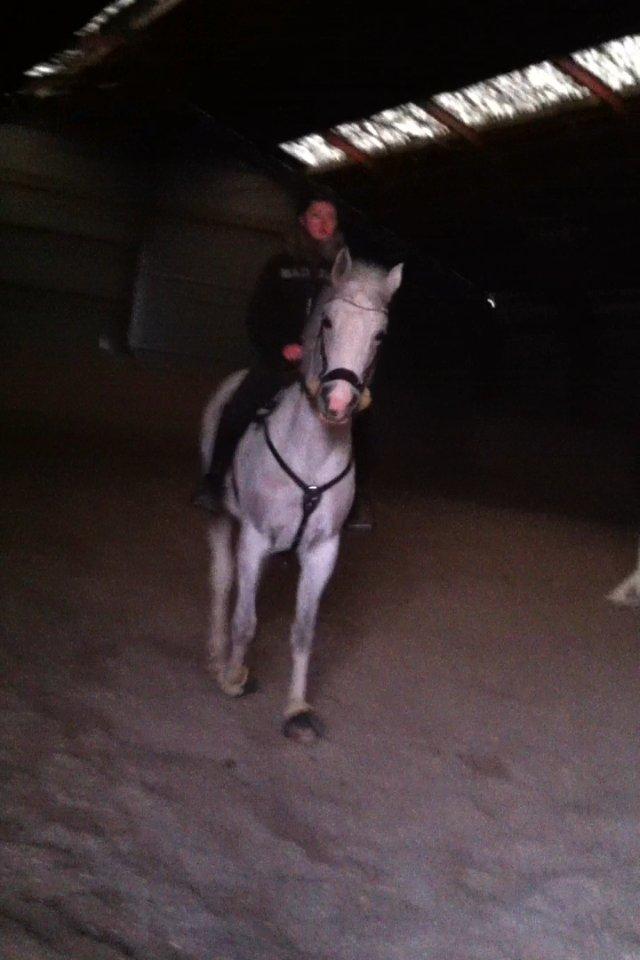 Arabisk fuldblod (OX) Zasba (Teddy) <3 billede 12
