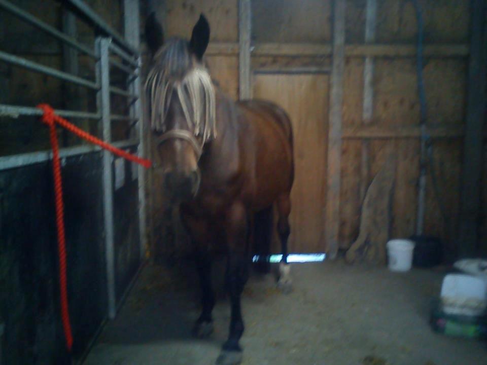 Dansk Varmblod Adriana billede 19