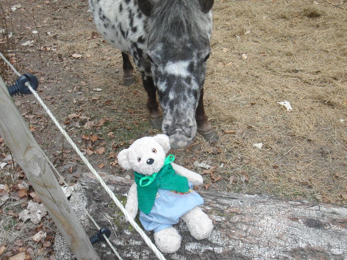 Knabstrupper Flipper - flipper har en hemmedlighed med pepis billede 11