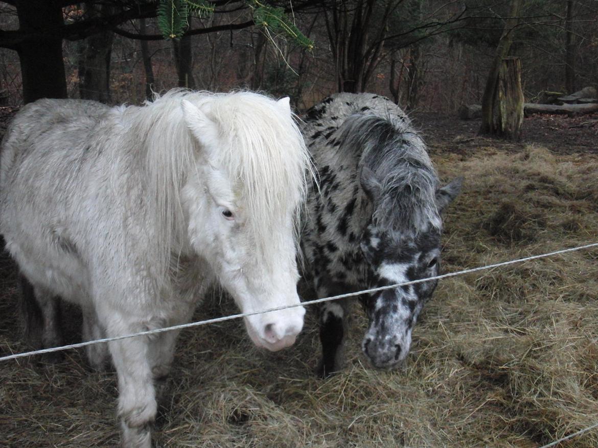 Knabstrupper Flipper - de er vist lidt trætte billede 12
