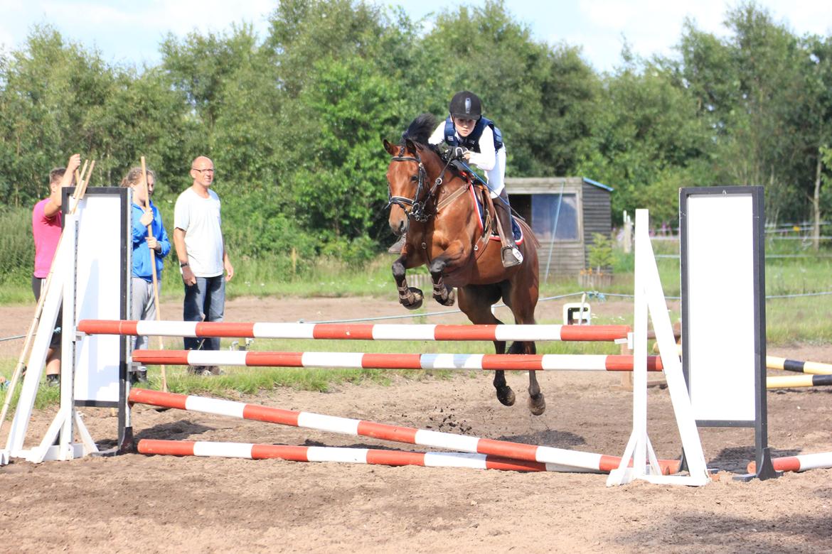 Tysk Sportspony Buglies Star - Ved ikke hvor højt det er?<3 billede 2