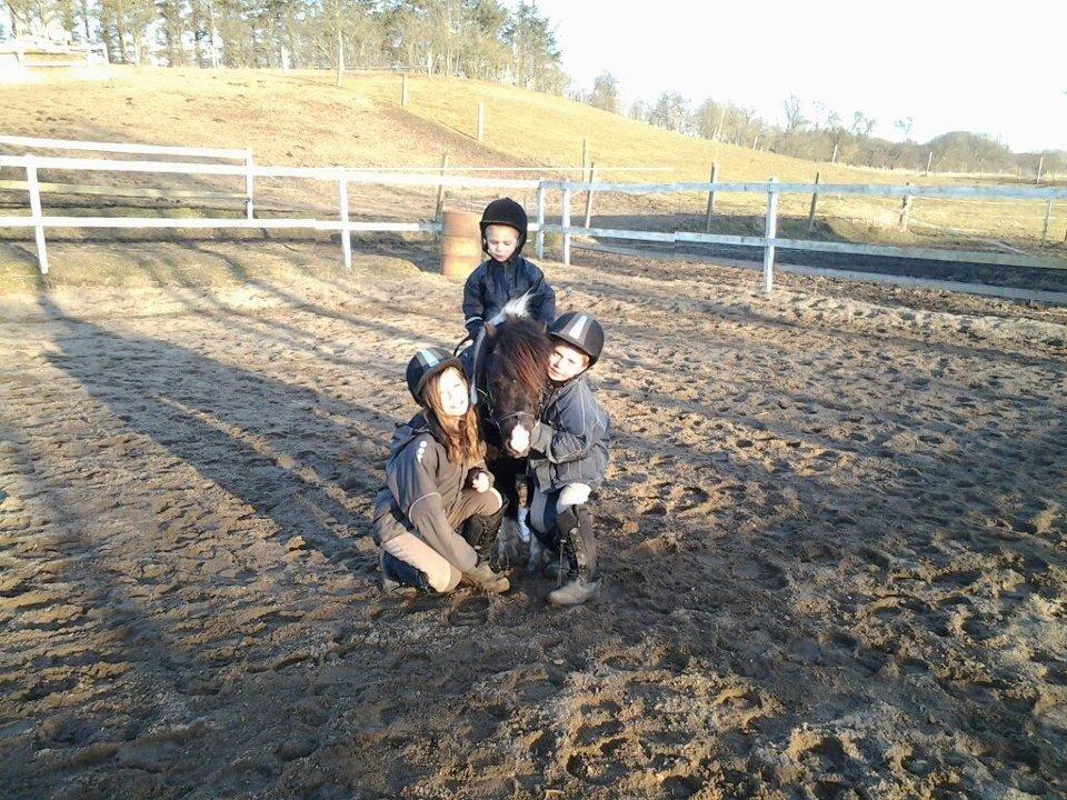 Shetlænder Bobo <3 Udlånt <3 billede 3