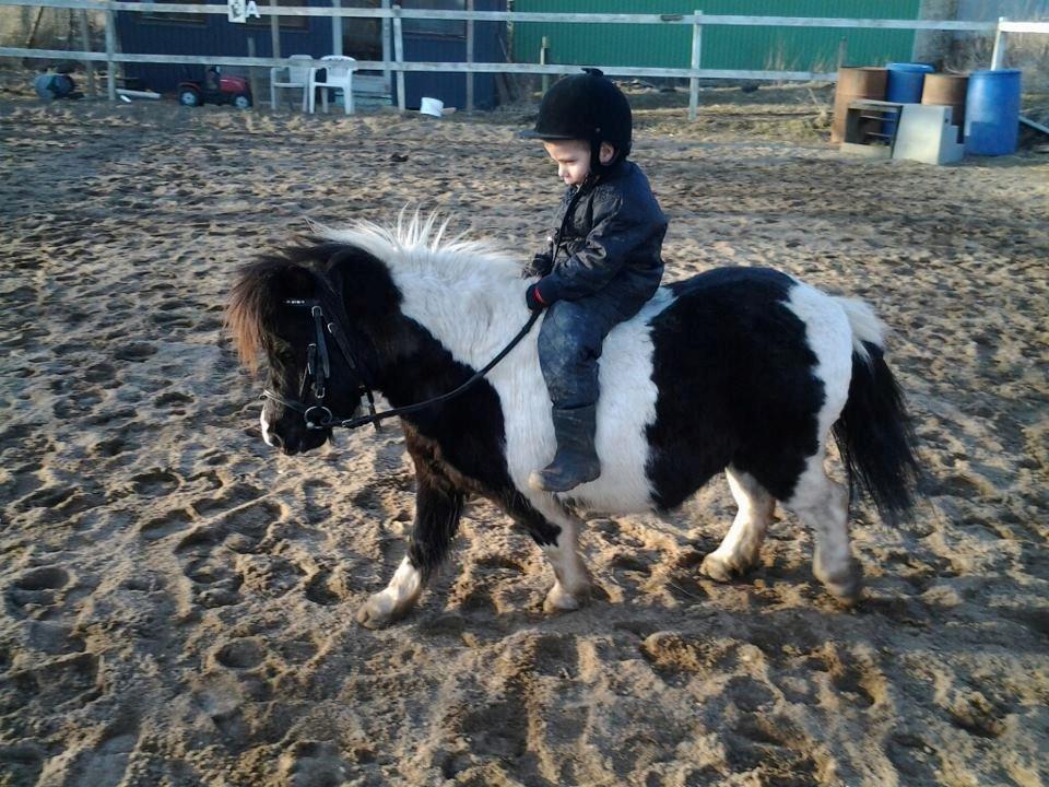 Shetlænder Bobo <3 Udlånt <3 - Manuel(3år) rider uden sadel på Bobo  billede 9