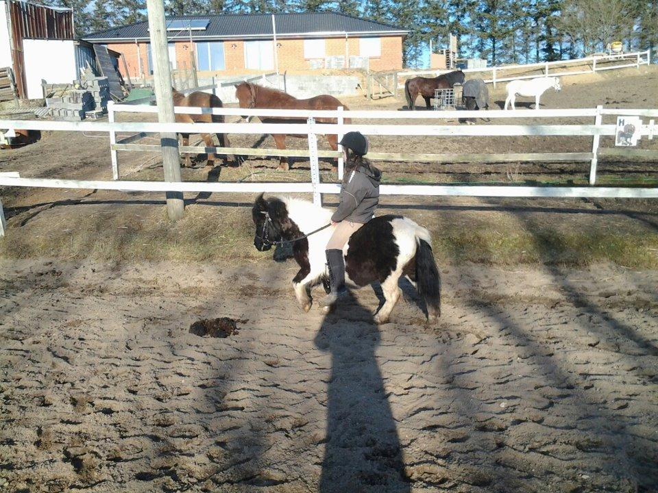 Shetlænder Bobo <3 Udlånt <3 - Melanie rider uden sadel på Bobo<3 billede 10