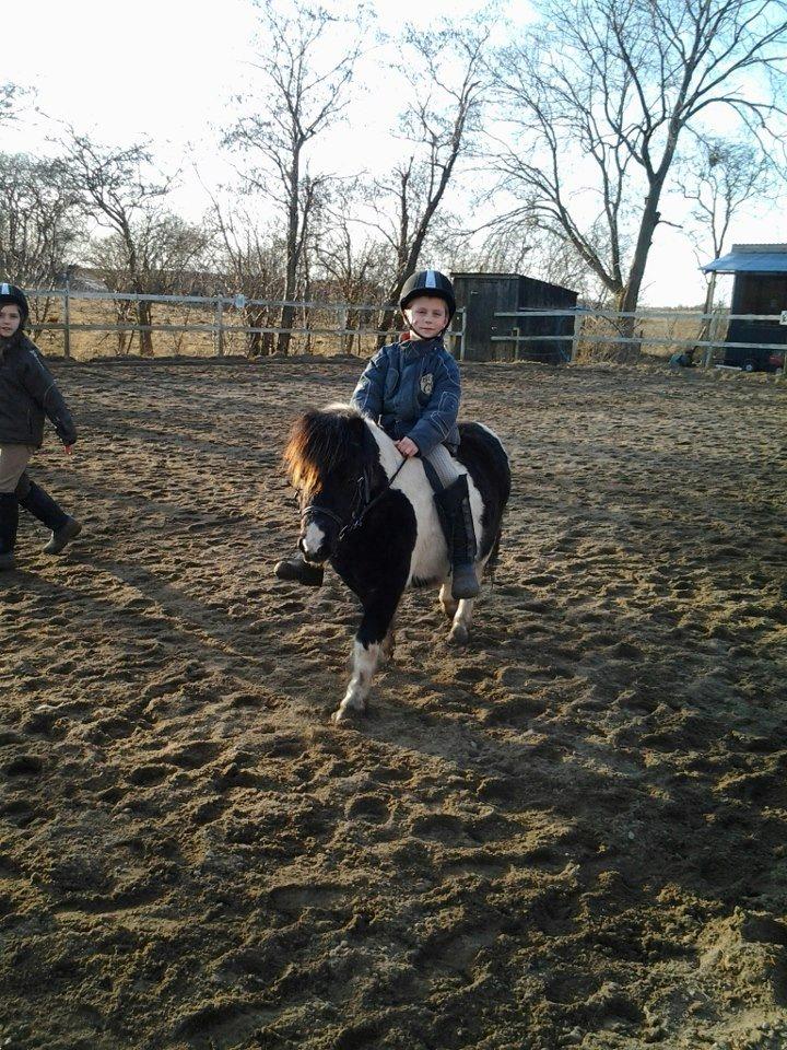 Shetlænder Bobo <3 Udlånt <3 - Micklas rider uden sadel på Bobo<3 billede 12