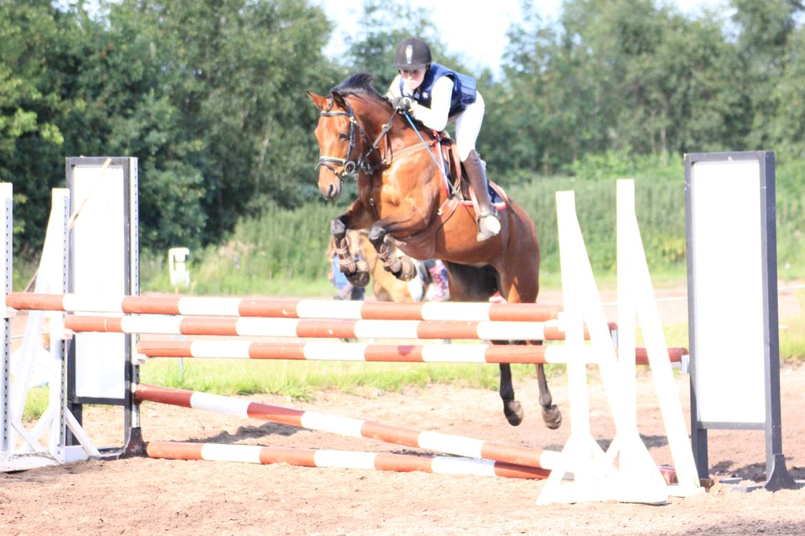 Tysk Sportspony Buglies Star - Tror det er 1 meter?<3 billede 3