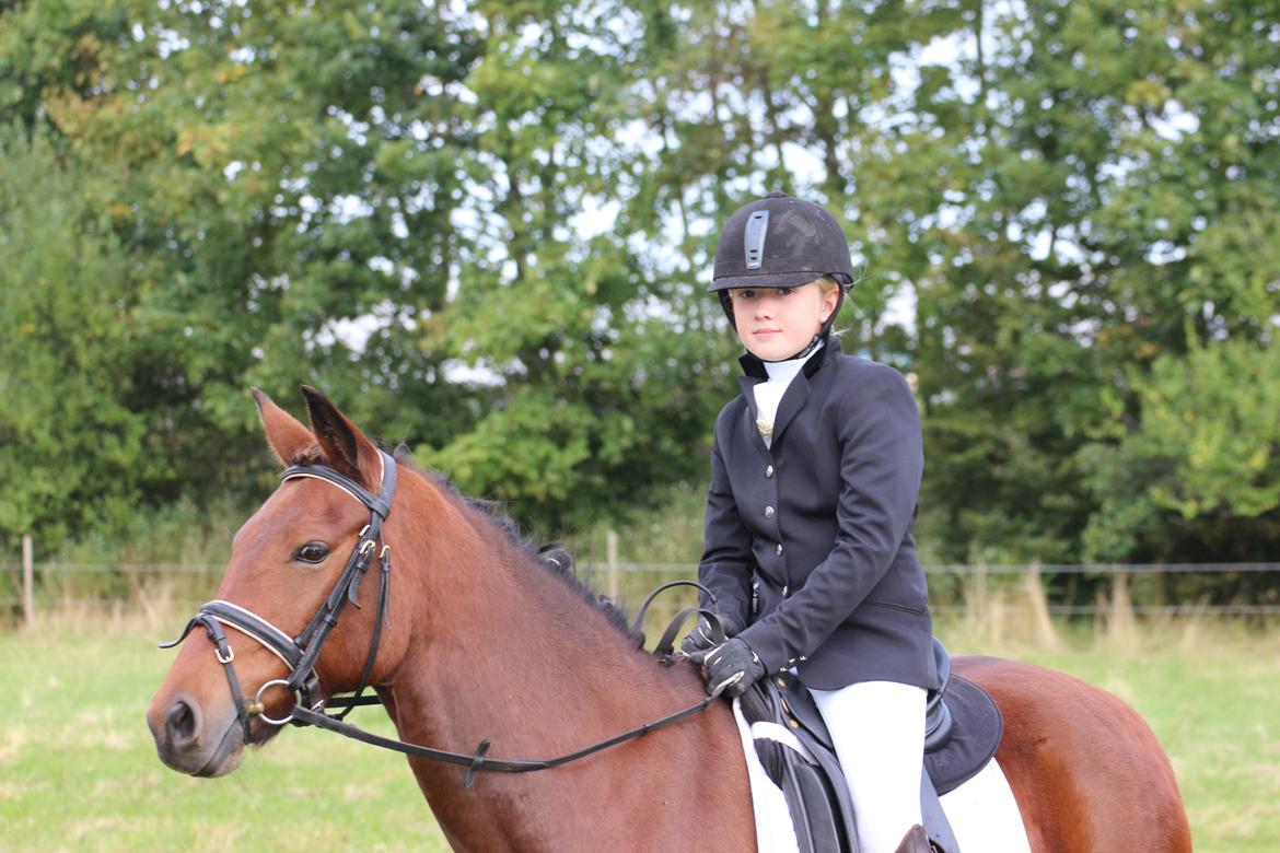 Tysk Sportspony Buglies Star - Det her er Stars profil billede 1