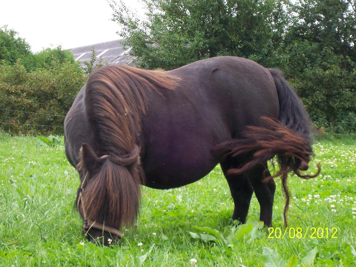 Shetlænder Kerryston Ruby billede 3