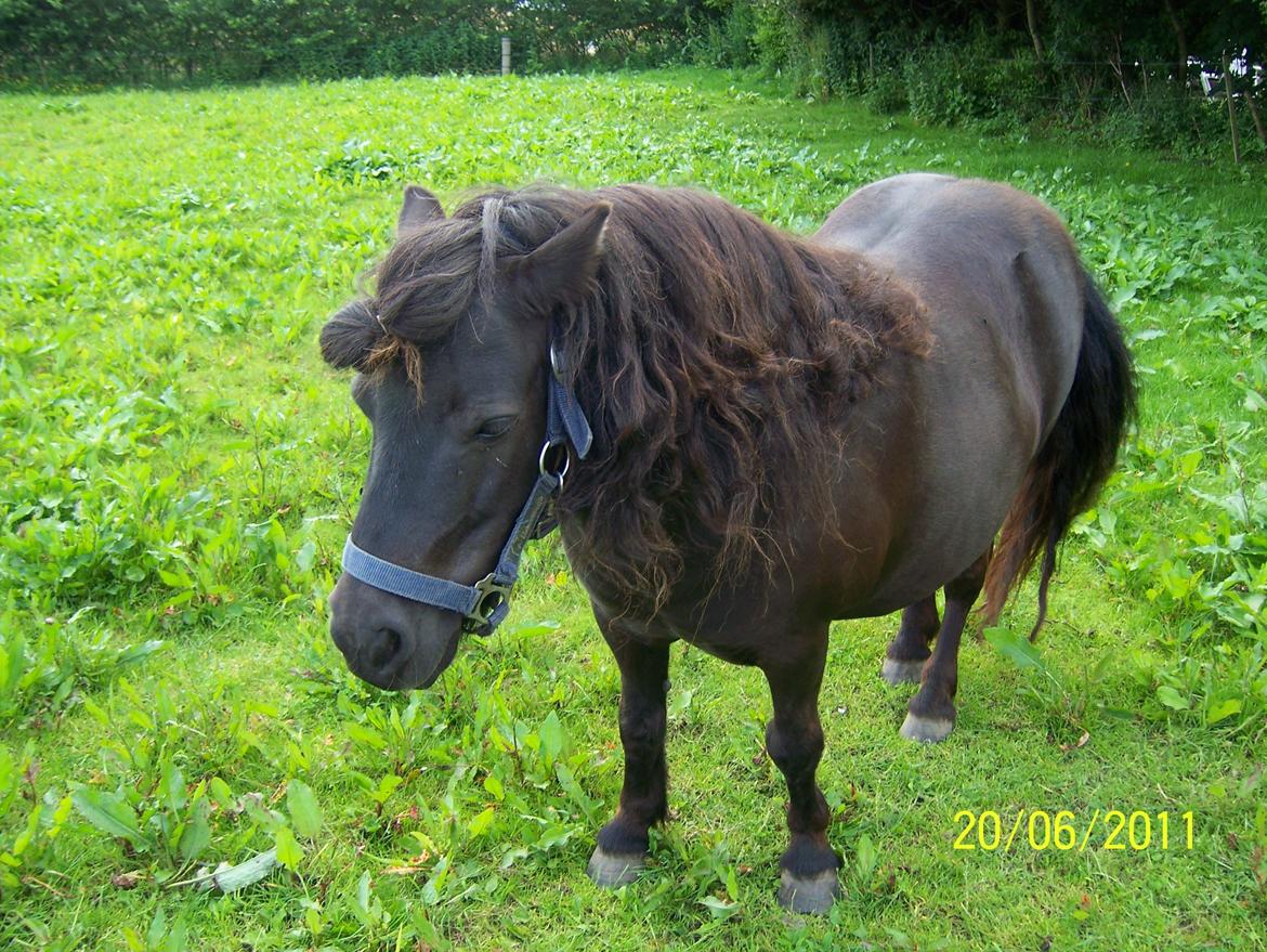 Shetlænder Kerryston Ruby billede 11