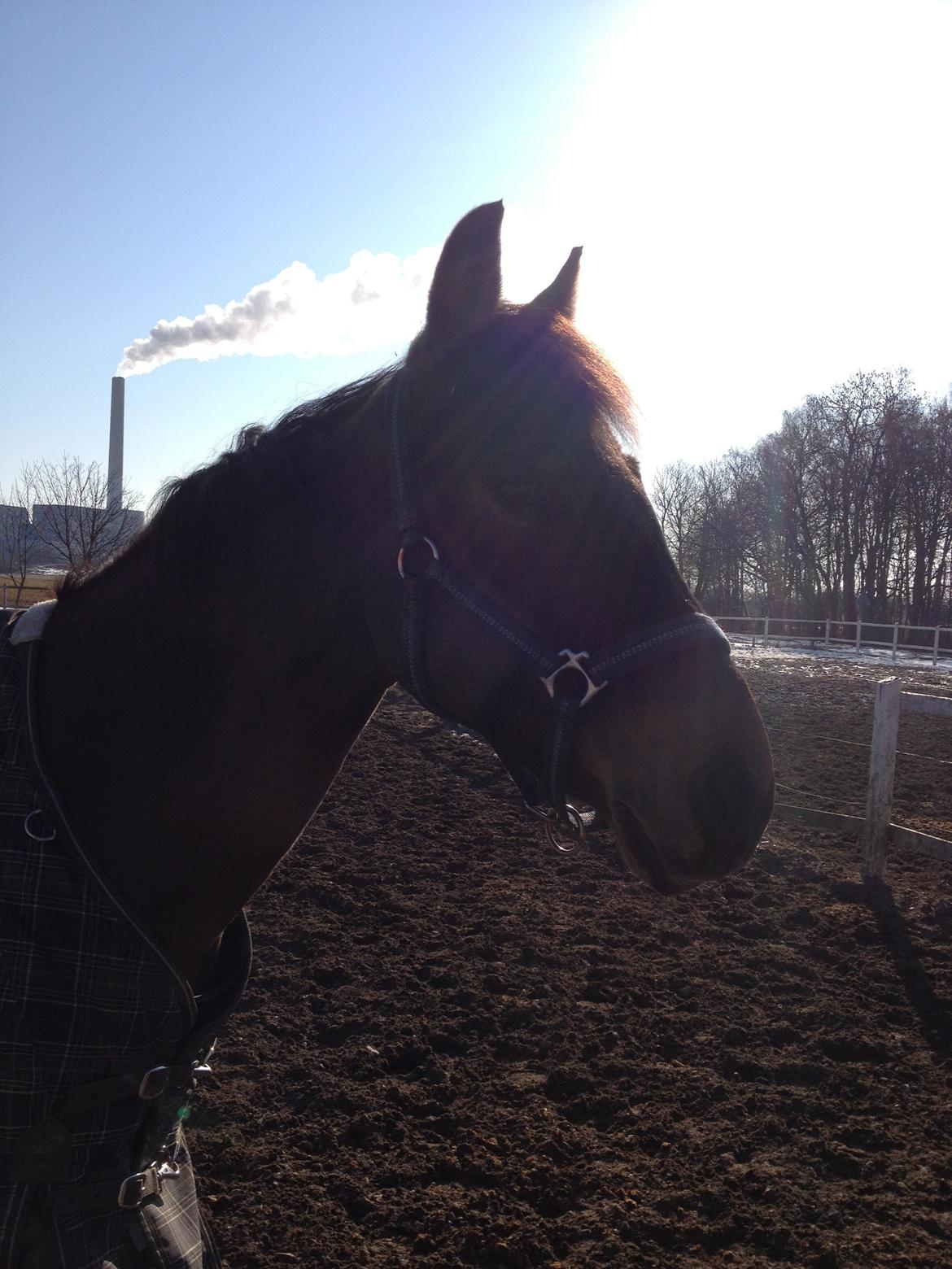 Anden særlig race Andriano billede 9