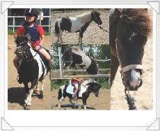 Shetlænder Bobo <3 Udlånt <3 - <3Bobo<3 billede 8
