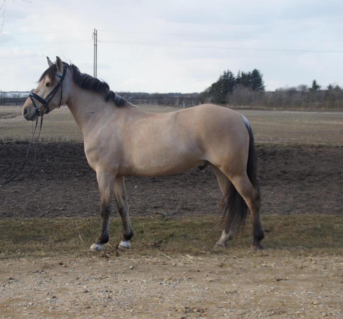 Anden særlig race Vangshøjs Baily <3 B-PONY - Baily i fuld figur 2013  billede 3