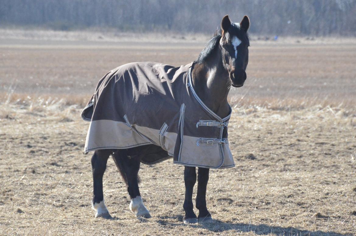 Hollandsk Sportspony Jimmy - Smukke jimmy. d. 03-04/2013 billede 15