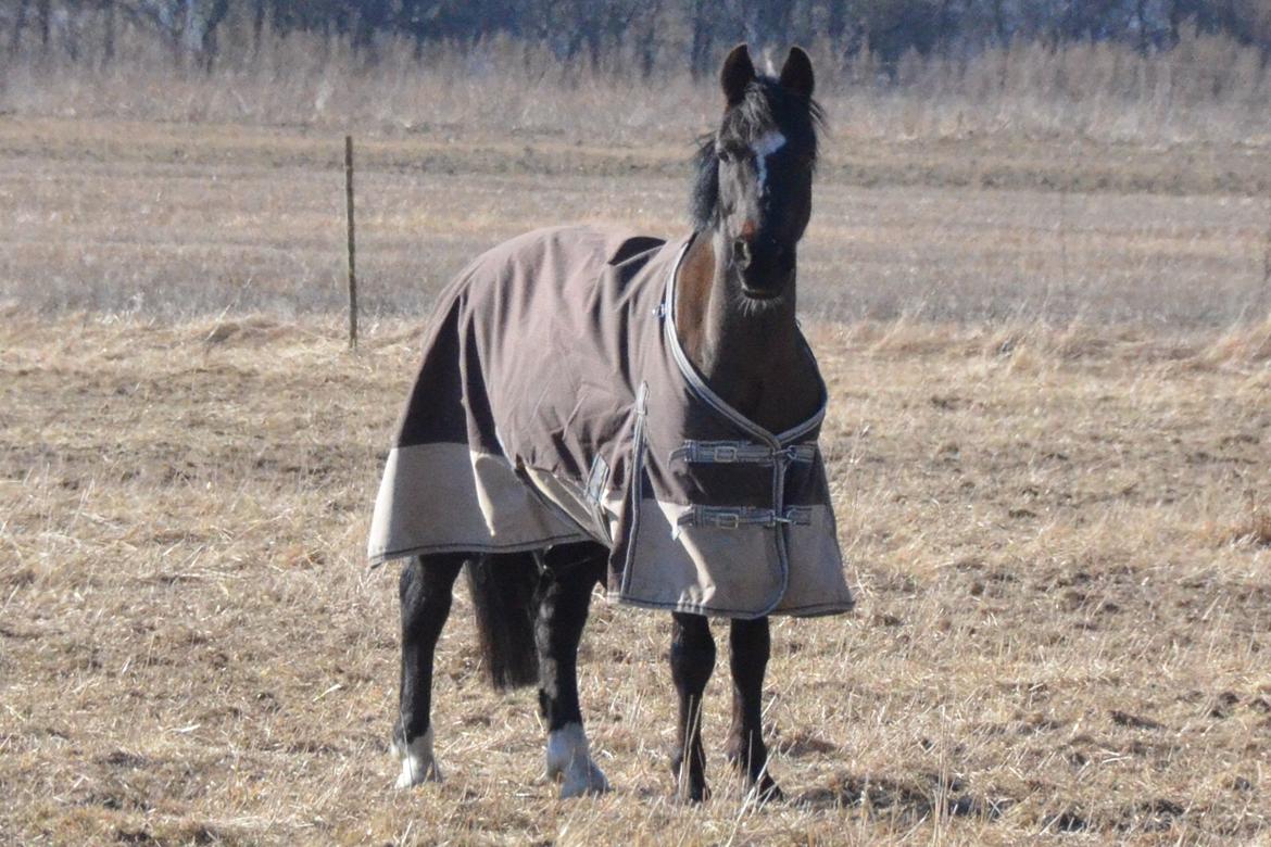 Hollandsk Sportspony Jimmy - 03-04/2013
 billede 11