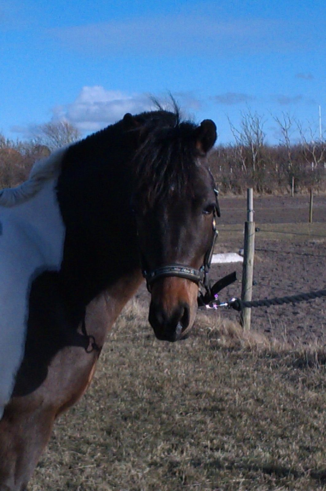 Pinto Spirit - du er mit et og alt lille skat<3<3 billede 18