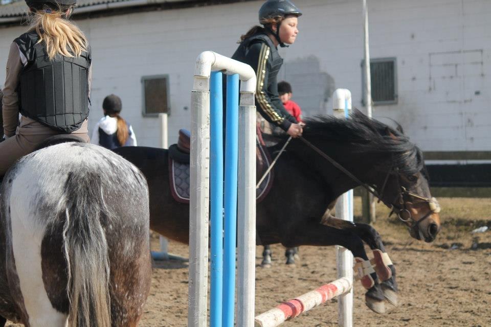 Anden særlig race shannon/shane - udendørs træning billede 3
