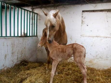 Palomino Gloria - 2) Gloria med sit ene føl <3 billede 2