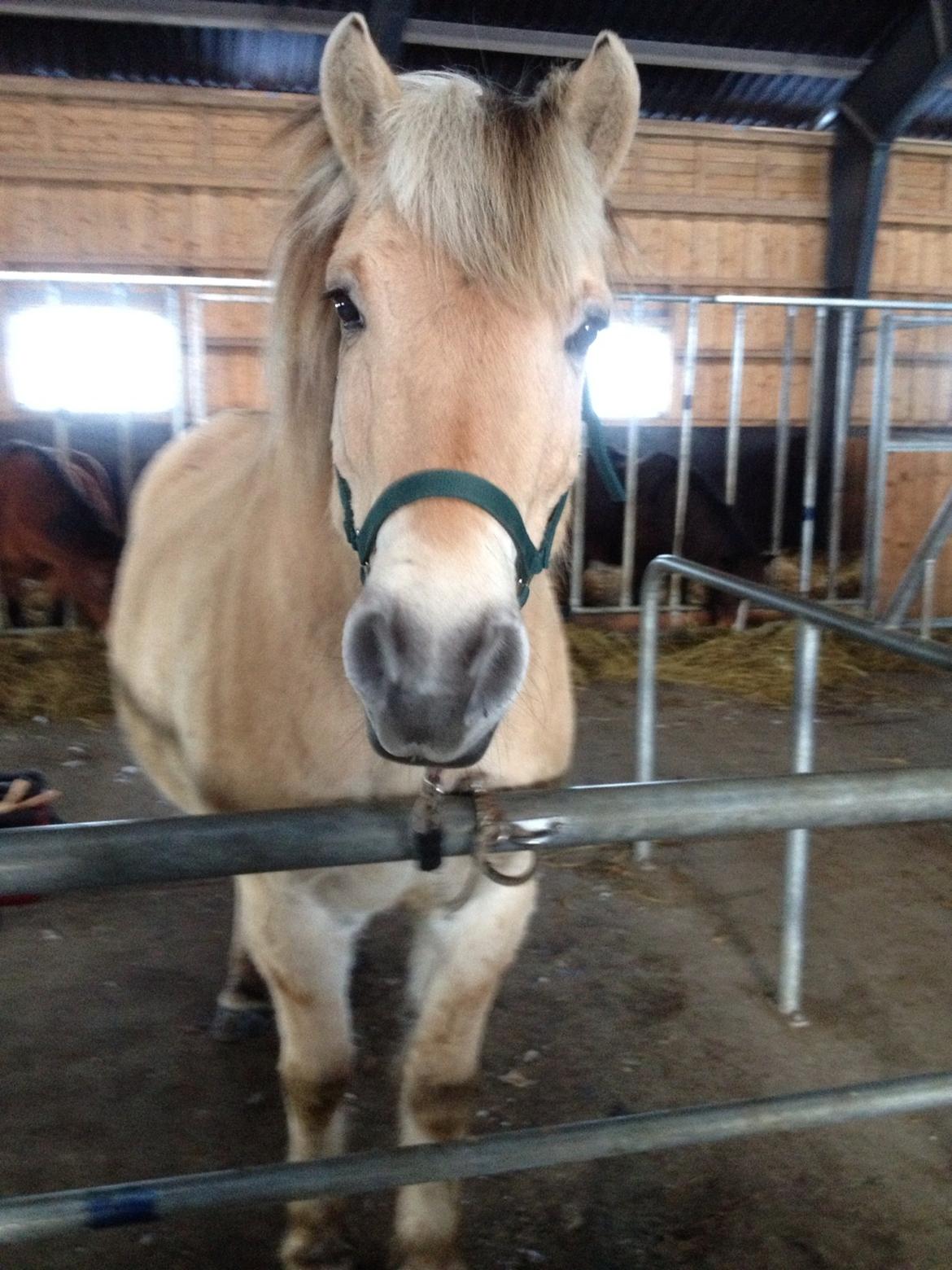 Fjordhest Odin. billede 2