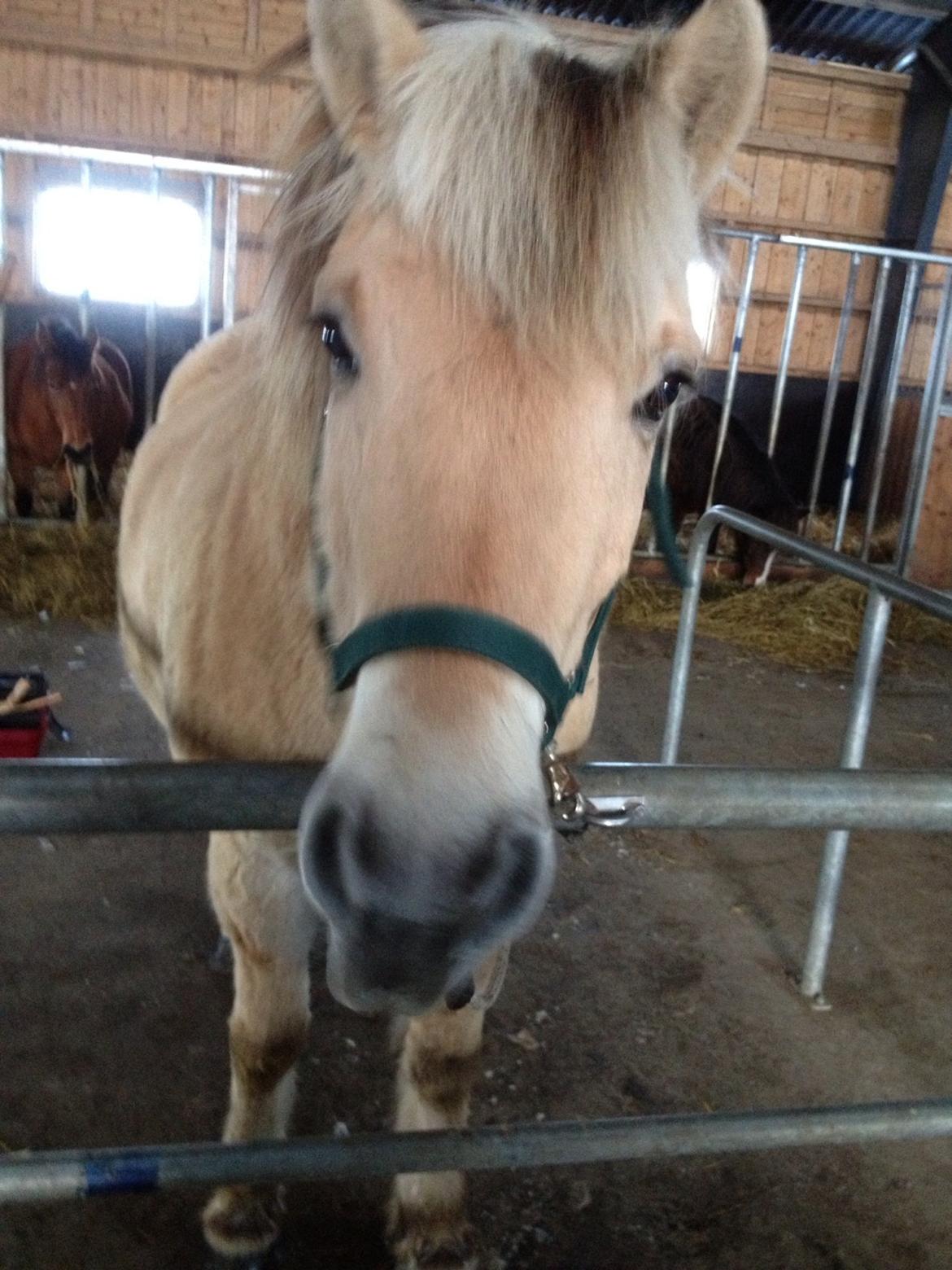 Fjordhest Odin. billede 1