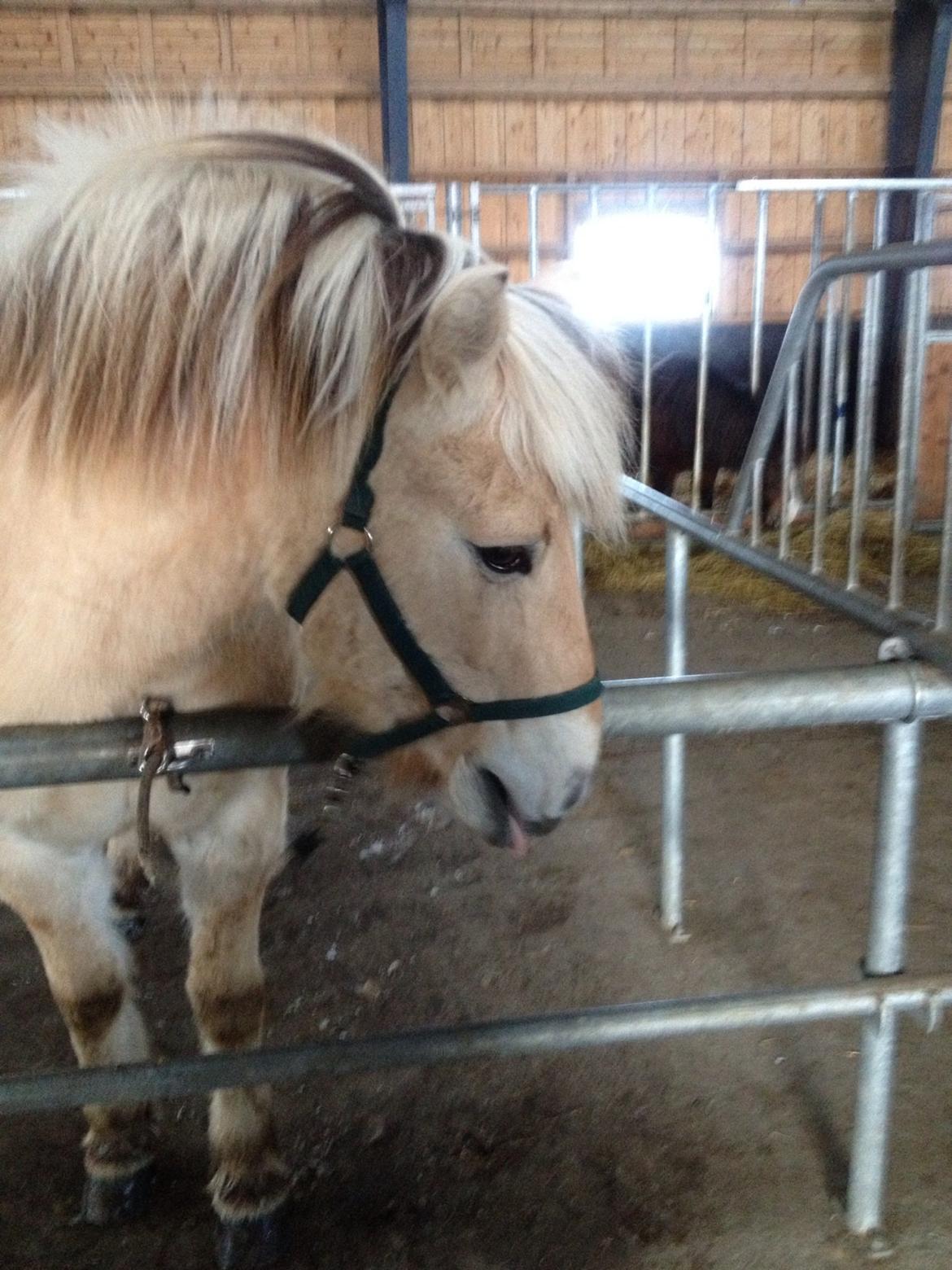 Fjordhest Odin. billede 3