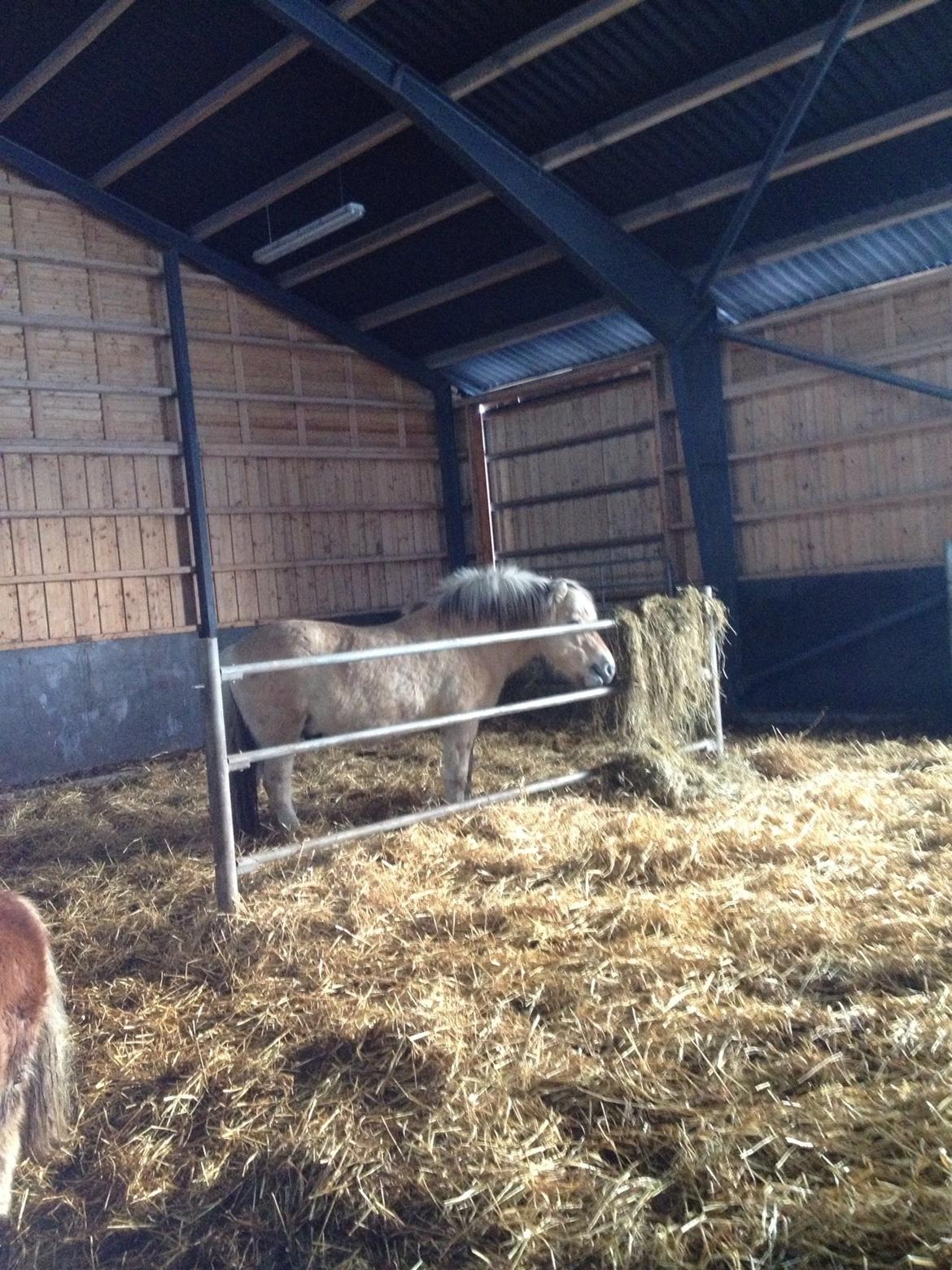 Fjordhest Odin. billede 4