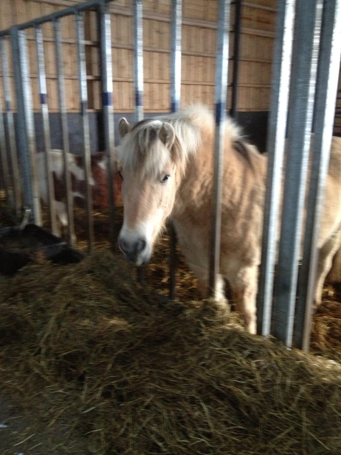 Fjordhest Odin. billede 5