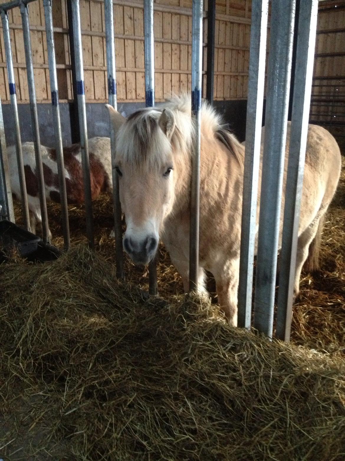 Fjordhest Odin. billede 6