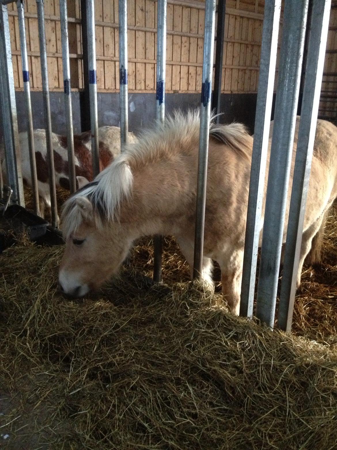 Fjordhest Odin. billede 7