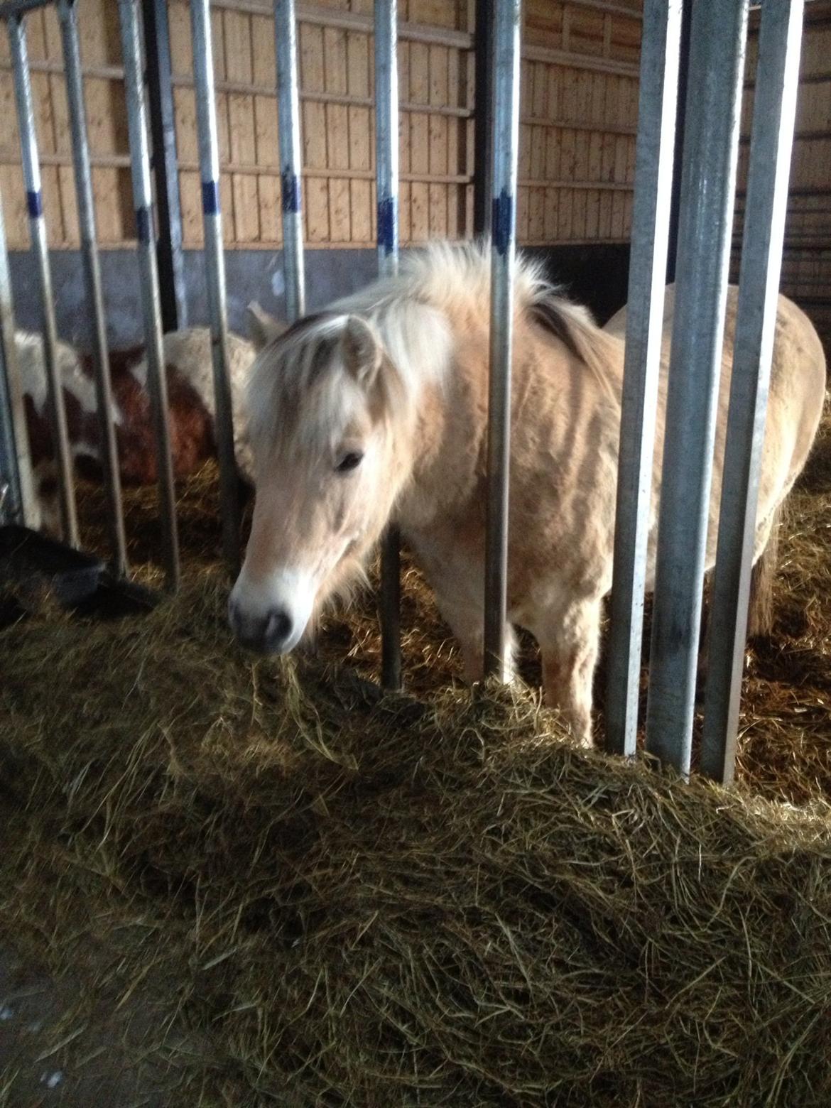 Fjordhest Odin. billede 9