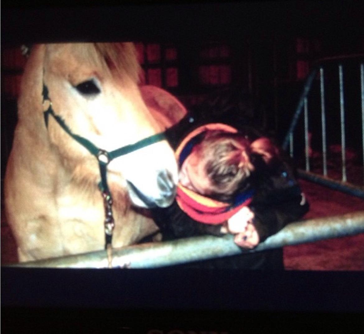 Fjordhest Odin. billede 8