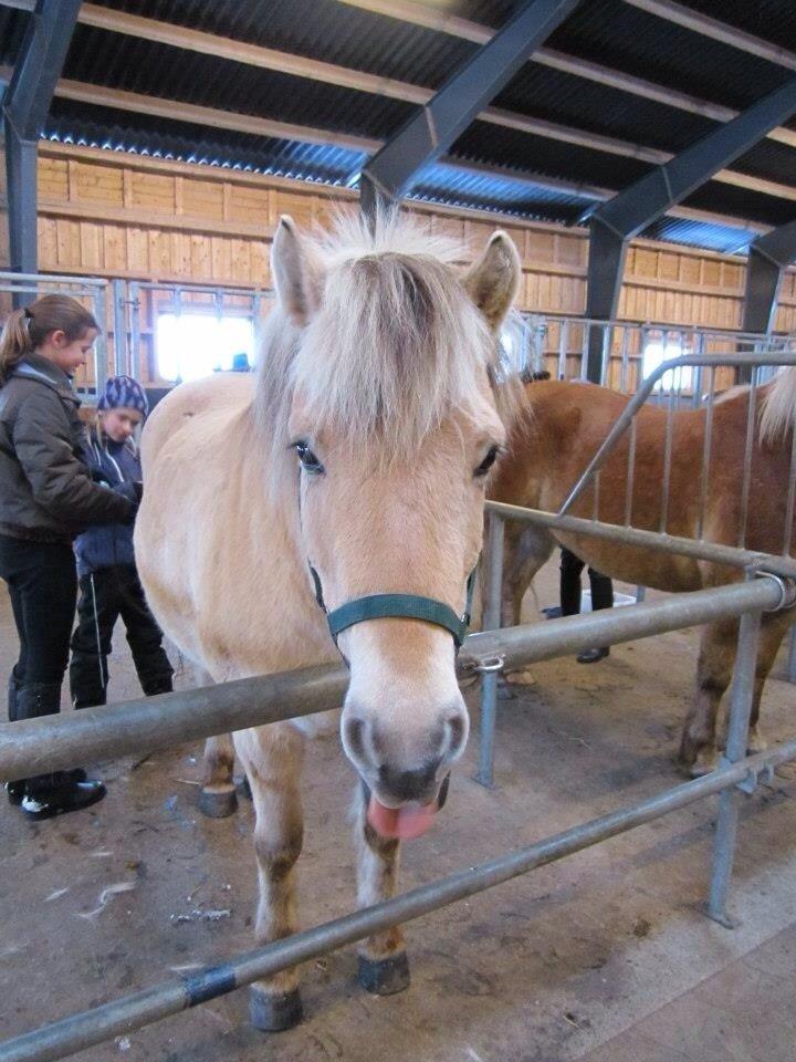 Fjordhest Odin. billede 10