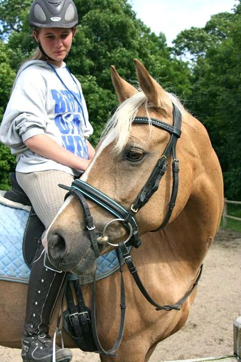 Palomino Gloria - 1) Gloria 2011 billede 1