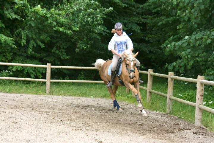 Palomino Gloria - 10) Træning 2011
- Nok den bedste galop jeg fik ud af den smukke tøs! <3 billede 10