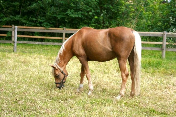 Palomino Gloria - 14) Mussepigen på fold 2011 billede 14