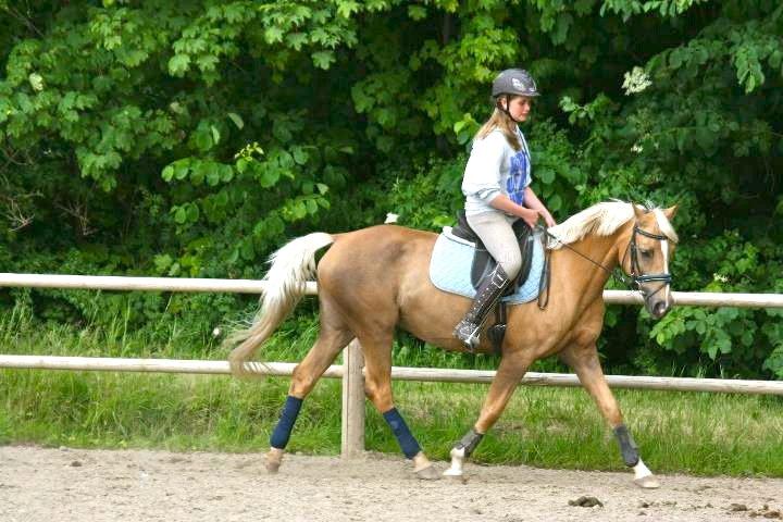 Palomino Gloria - 15) Træning 2011 billede 15