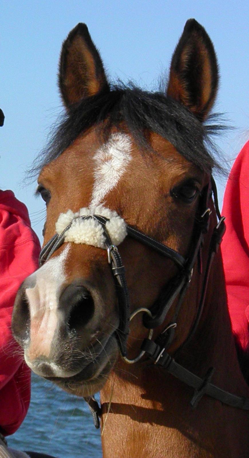 Anden særlig race Shah Little Miss May billede 10