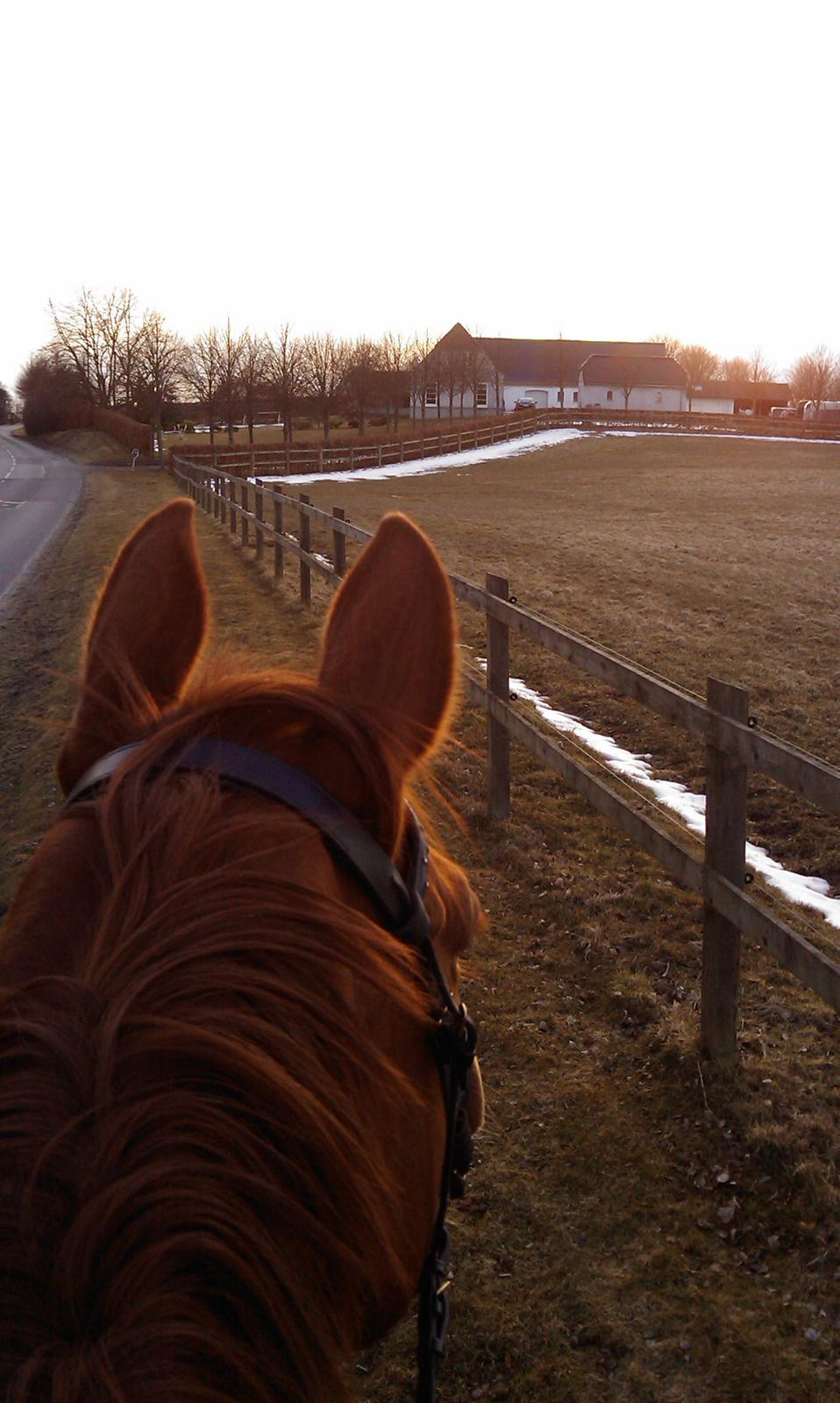 Dansk Varmblod Askemosens Marsia - 1. Velkommen til Pottens profil :-) Skridt tur i aftensolen billede 1