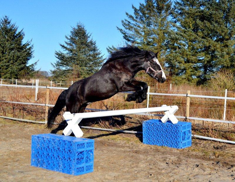 Anden særlig race Pondus billede 17